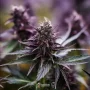 Сорт семян каннабиса Auto Black Opium